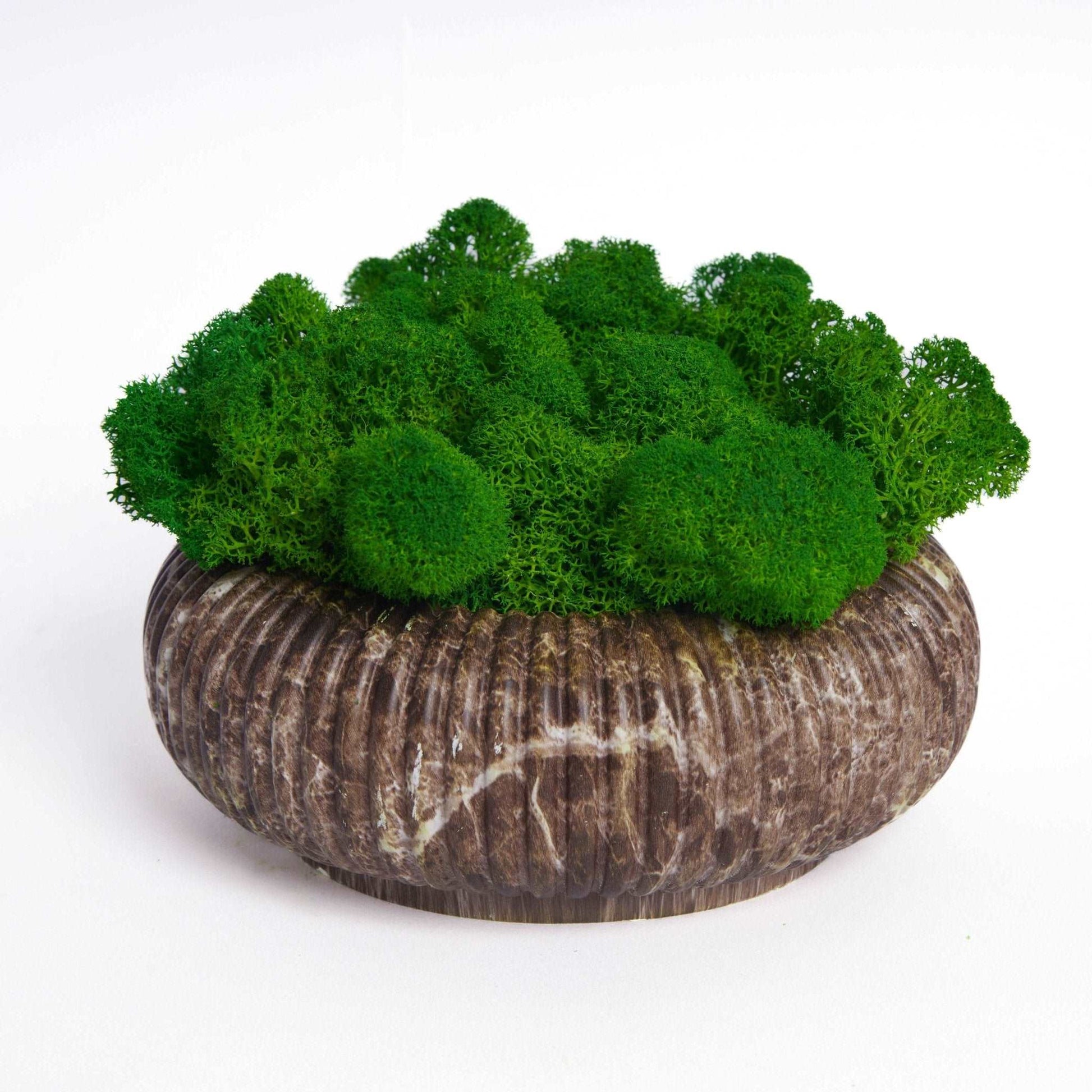 Marble-Pattern Circular Planter with Preserved Moss –  Moss Bowl Desktop Round Bonsai