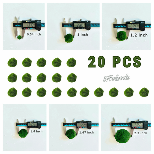 Marimo Moss Balls For Aquarium 20PCS Multiple Size Moss Ball Pet Bulk 

Notice 
There are two types of moss balls in the store:
0.5cm-2cm: Marimo Moss Balls, good for glass terrarium
2cm-8cm: Algae Moss Balls, good for aquarium

100% R