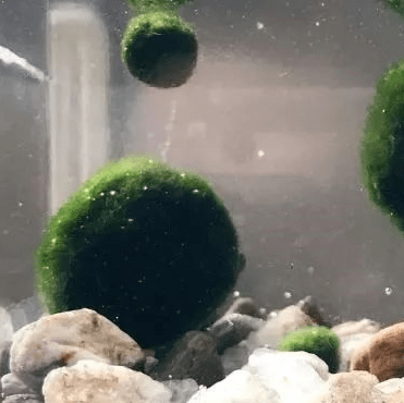 Live Marimo Moss Ball Aquarium 6PCS Set Kokedama Ball for 20 Gallon AqSpecification: 

1PC Giant &gt;5cm L
2PCS  1-2yrs 2-3cm S
3PCS 2-3 yrs 3-4cm M
The package came with a manual (important) on how to adapt to your aquarium with harmo