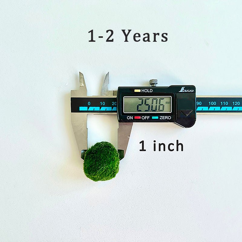 Marimo Moss Balls For Aquarium 10PCS Multiple Size Moss Ball Pet Bulk 
Notice 
There are two types of moss balls in the store:
0.5cm-2cm: Marimo Moss Balls, good for glass terrarium
2cm-8cm: Algae Moss Balls, good for aquarium
100% Rea