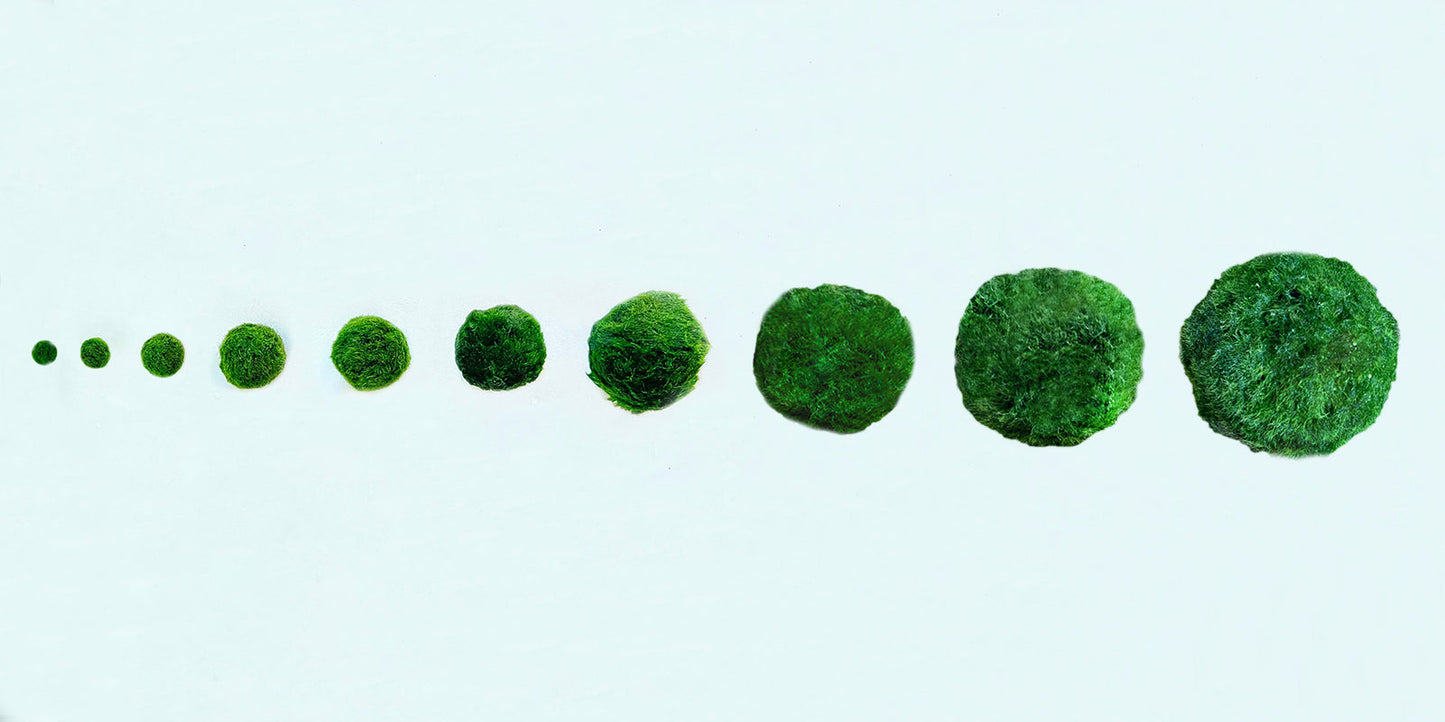Marimo Moss Balls For Aquarium 3 Month 0.5-0.8cm Marimo Moss Balls: 5/
Marimo Moss Ball, smaller than 1.5cm.

Mini Baby: &lt;0.5cm
3 Month: 0.5-0.8cm
6 Month: 0.9-1.2cm
12 Month: &gt;1.2cm

Grow slowly but for glass terrarium is just p