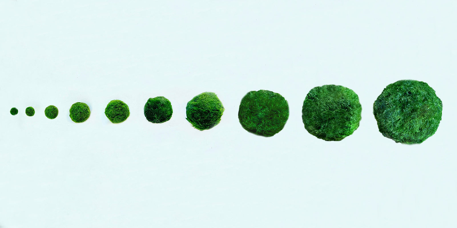 Marimo Moss Balls For Aquarium 3 Month 0.5-0.8cm Marimo Moss Balls: 5/
Marimo Moss Ball, smaller than 1.5cm.

Mini Baby: &lt;0.5cm
3 Month: 0.5-0.8cm
6 Month: 0.9-1.2cm
12 Month: &gt;1.2cm

Grow slowly but for glass terrarium is just p