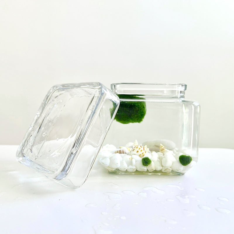 Marimo Moss Ball Aquarium Glass Terrarium Designer 4.5" Home Decor andSpecification:
4.53" Square Glass Terrarium * 1
3-4cm Marimo Live Moss Ball * 1
0.8-1cm Marimo Live Moss Ball * 2
White Pebbles Bag * 1
Name Card and wood stander * 