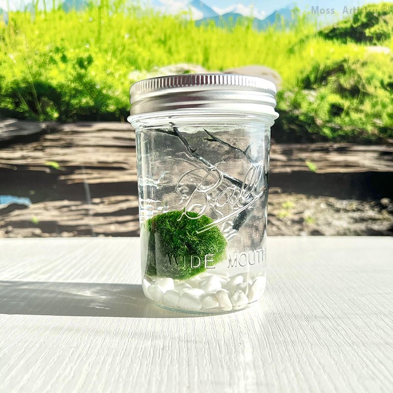 Live Moss Ball Mini Aquarium Mason JarMason Jar Moss Ball Mini Aquarium White Pebbles Glass Bottle Glass Terrarium Home Decor and Office Decor
Specification:
Mason Jar * 1
Live Moss Ball * 1
White Pebble