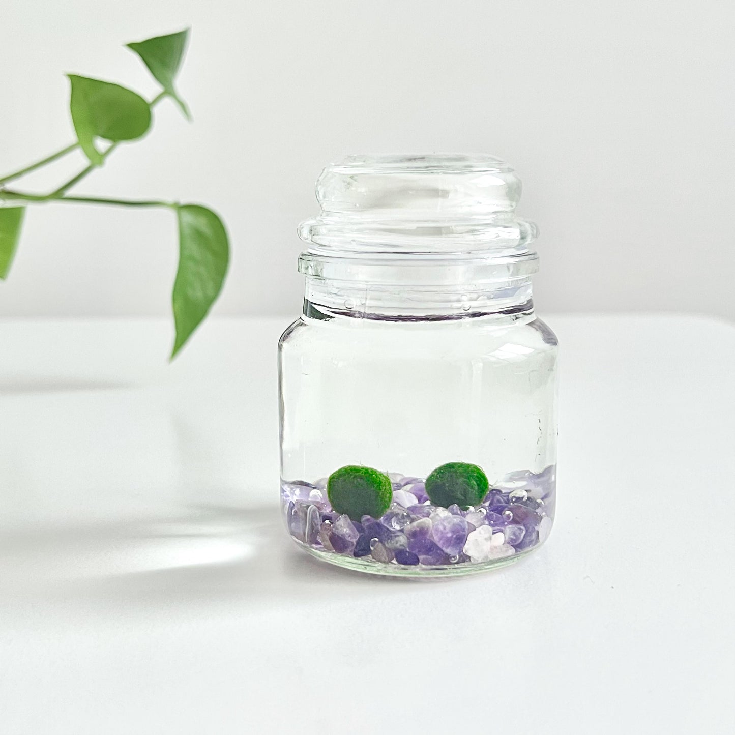 Moss Ball Kit – 2pcs 120ml Glass Jars with Lids, 1cm Live Marimo Moss Balls, Mushroom Bottle Set – Unique Terrarium Gift