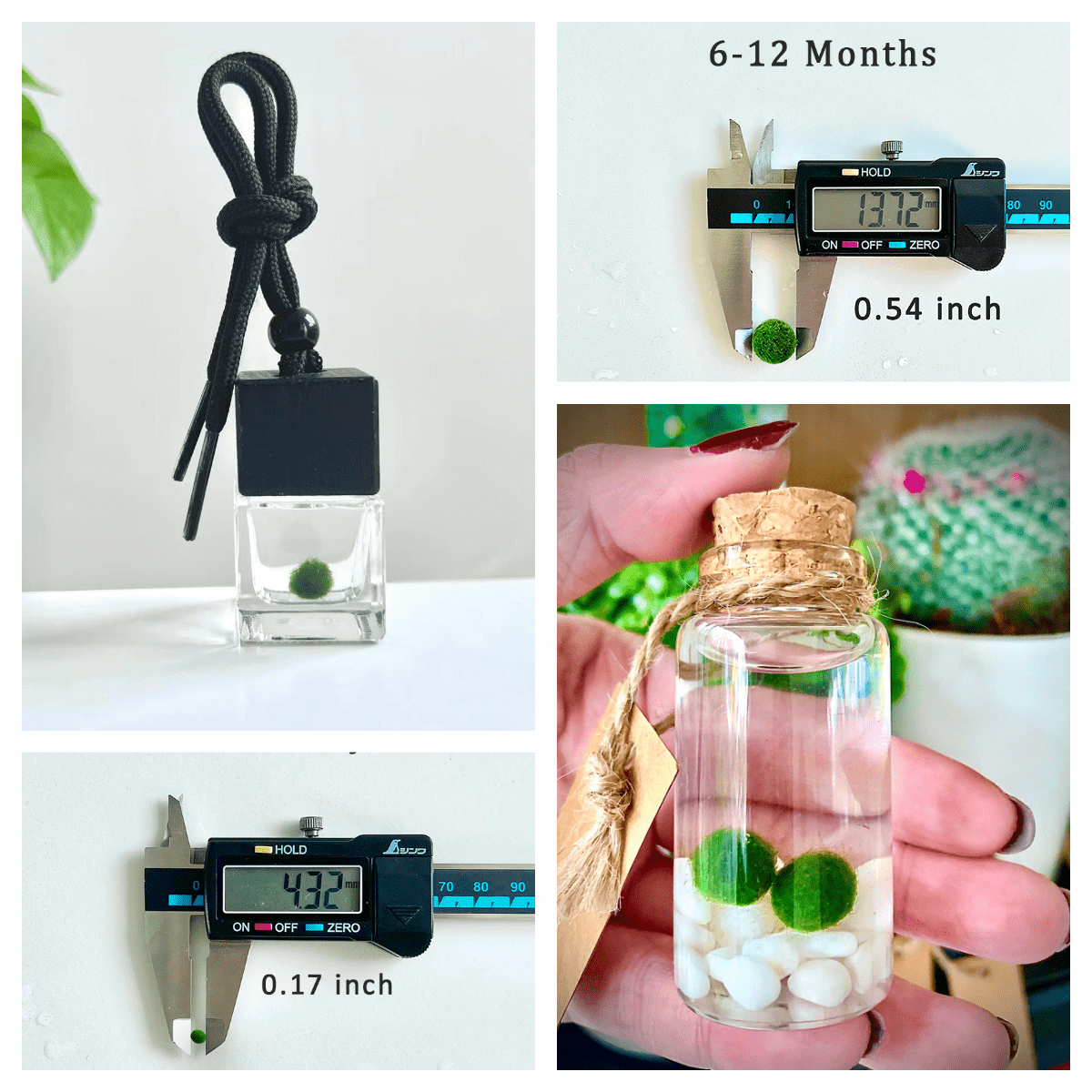 Marimo Moss Balls For Aquarium 3 Month 0.5-0.8cm Marimo Moss Balls: 5/
Marimo Moss Ball, smaller than 1.5cm.

Mini Baby: &lt;0.5cm
3 Month: 0.5-0.8cm
6 Month: 0.9-1.2cm
12 Month: &gt;1.2cm

Grow slowly but for glass terrarium is just p