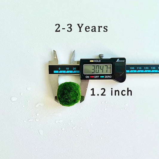 Marimo Moss Balls for Aquarium 3-4cm