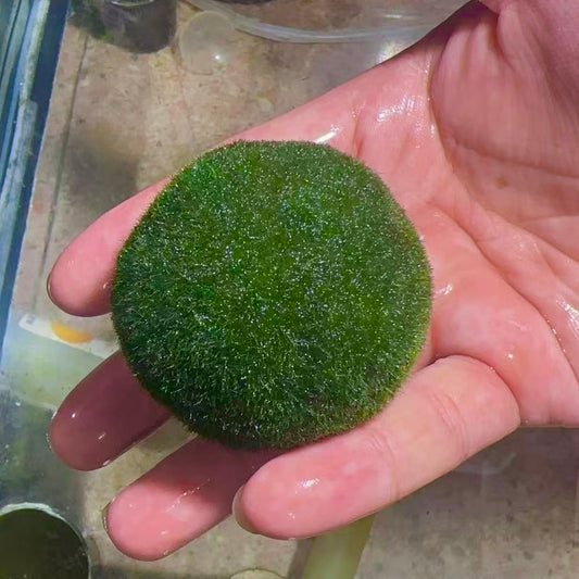 Collector Grade: Pre-order Large Marimo Moss Ball - Round and Grow Slow