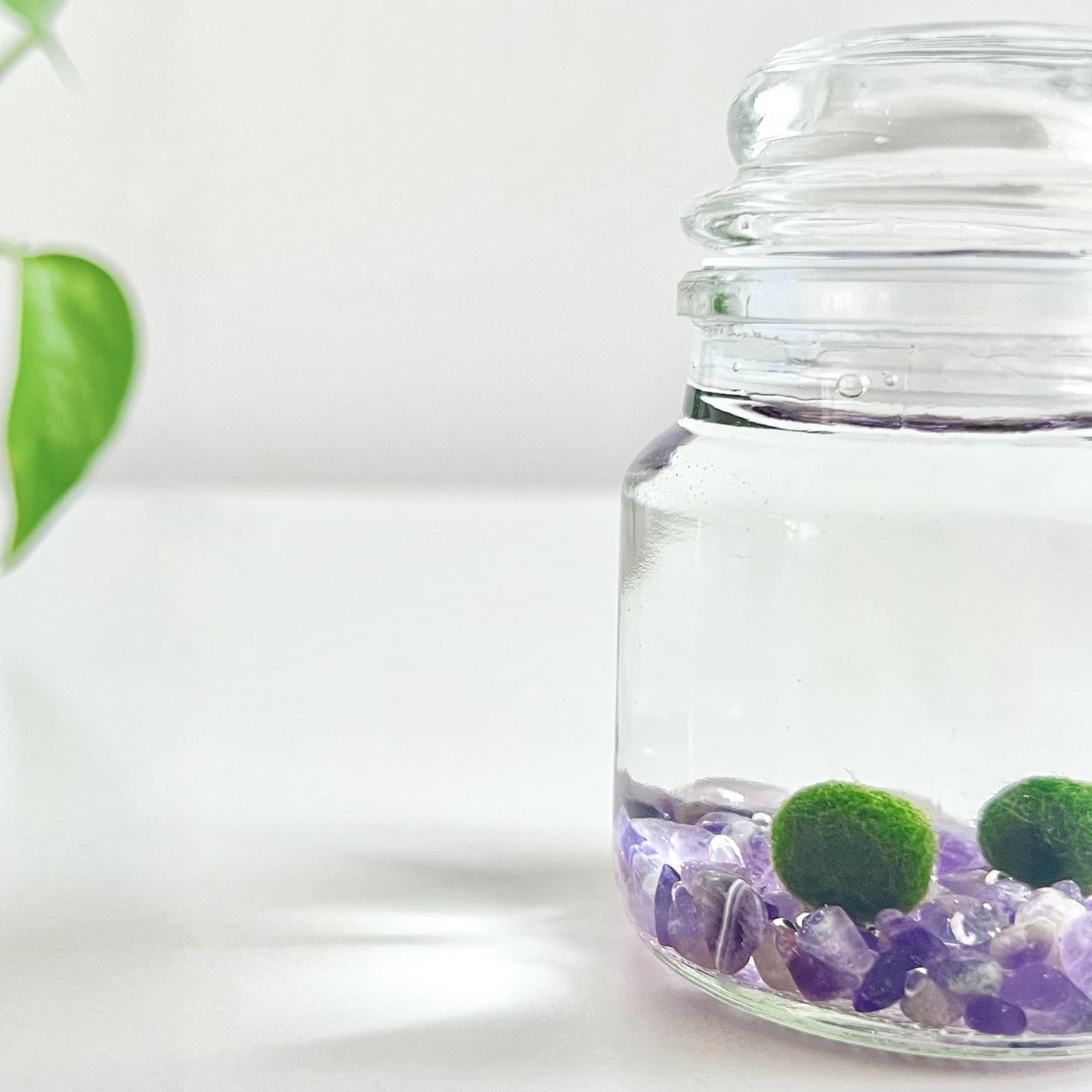 Moss Ball Kit – 2pcs 120ml Glass Jars with Lids, 1cm Live Marimo Moss Balls, Mushroom Bottle Set – Unique Terrarium Gift
