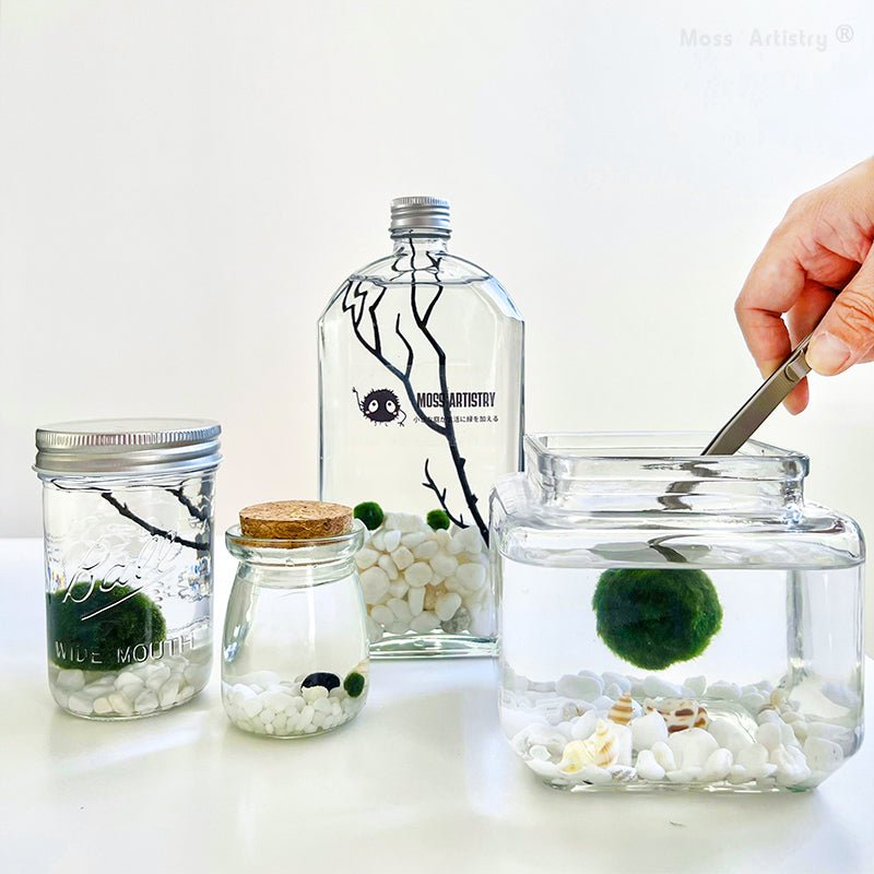 Marimo Moss Ball Aquarium Designer 8"x4" Mini Aquarium Glass TerrariumSpecification:
8"x4" Glass Terrarium * 1
1-2 cm Marimo Live Moss Ball * 2
White Pebbles Bag * 1
Name Card and wood stander * 1
Stick * 1
$3.99 Smaller Tweezer * 1
[product_description]