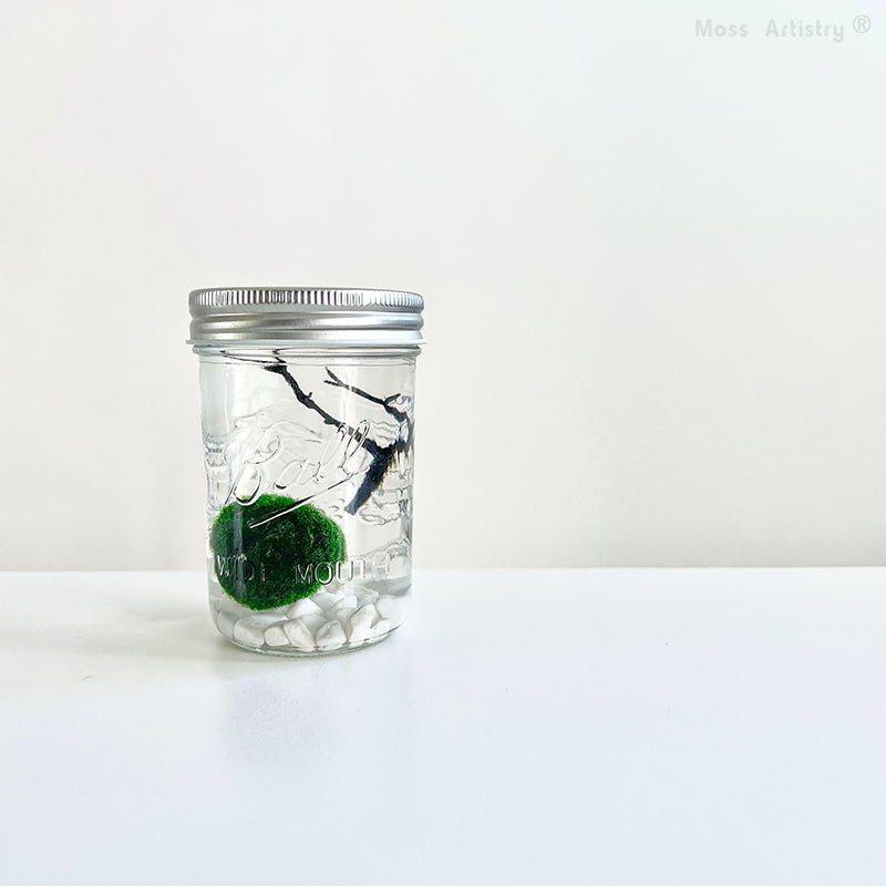 Live Moss Ball Mini Aquarium Mason JarMason Jar Moss Ball Mini Aquarium White Pebbles Glass Bottle Glass Terrarium Home Decor and Office Decor
Specification:
Mason Jar * 1
Live Moss Ball * 1
White Pebble