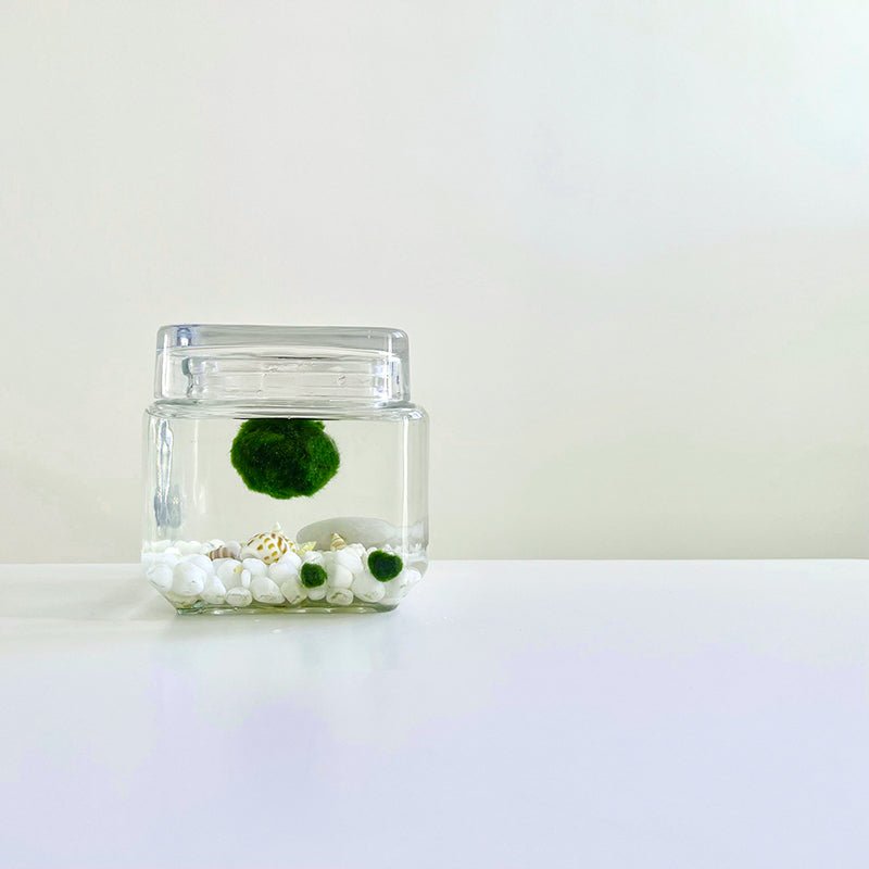 Marimo Moss Ball Aquarium Glass Terrarium Designer 4.5" Home Decor andSpecification:
4.53" Square Glass Terrarium * 1
3-4cm Marimo Live Moss Ball * 1
0.8-1cm Marimo Live Moss Ball * 2
White Pebbles Bag * 1
Name Card and wood stander * 