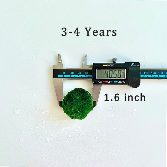 Marimo Moss Balls For Aquarium 3-4 Year 4-5cm Moss Balls: 5/10/20/50PCS Kokedama Japanese Algae Ball Wholesale - Moss Artistry
