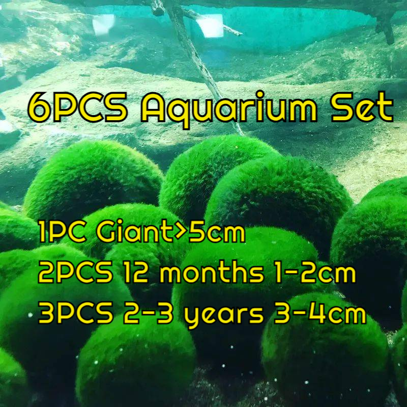 Live Marimo Moss Ball Aquarium 6PCS Set Kokedama Ball for 20 Gallon AqSpecification: 

1PC Giant &gt;5cm L
2PCS  1-2yrs 2-3cm S
3PCS 2-3 yrs 3-4cm M
The package came with a manual (important) on how to adapt to your aquarium with harmo