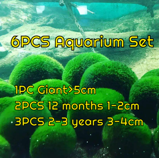 Live Marimo Moss Ball Aquarium 6PCS Set Kokedama Ball for 20 Gallon AqSpecification: 

1PC Giant &gt;5cm L
2PCS  1-2yrs 2-3cm S
3PCS 2-3 yrs 3-4cm M
The package came with a manual (important) on how to adapt to your aquarium with harmo
