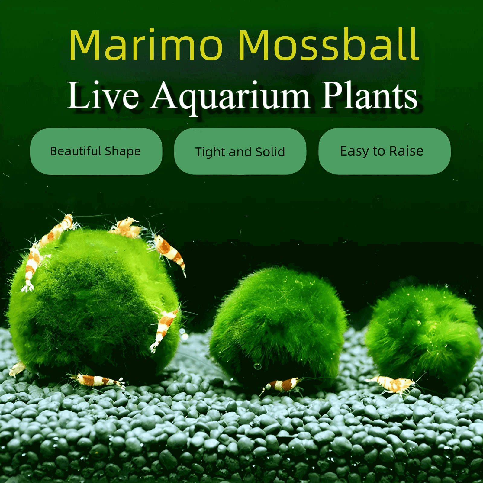moss ball bonsai tree aquarium Final Sales: Algae Moss Balls For Aquarium 3-4 Year 4-5cm Moss Balls: 5/10/20/50PCS Kokedama Japanese Algae Ball Wholesale