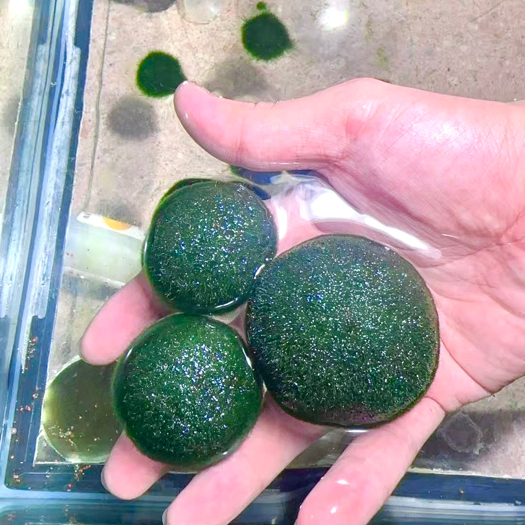 Collector Grade: Pre-order Large Marimo Moss Ball - Round and Grow Slow