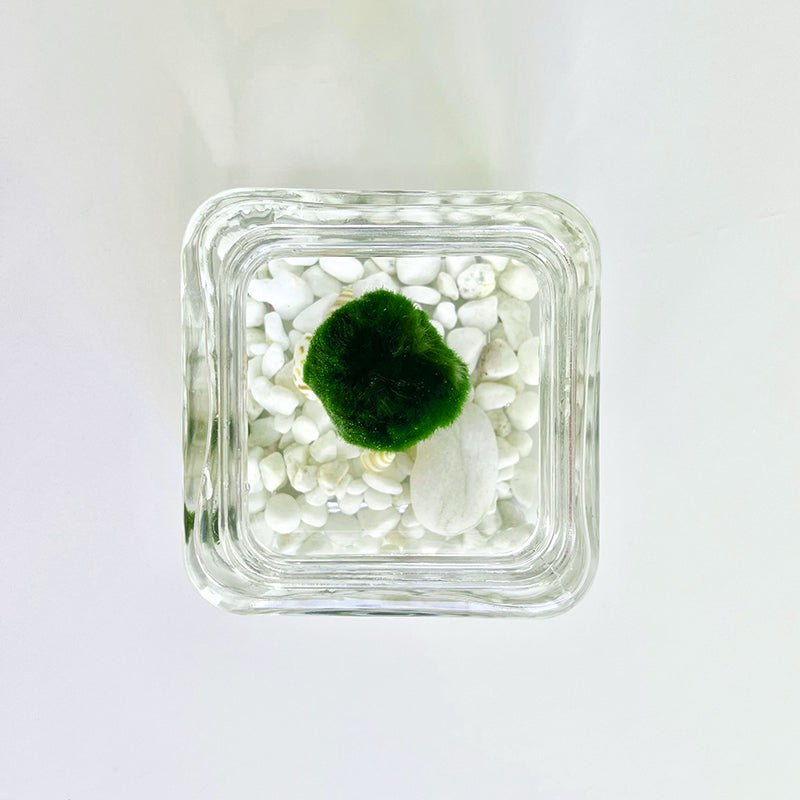 Marimo Moss Ball Aquarium Glass Terrarium Designer 4.5" Home Decor andSpecification:
4.53" Square Glass Terrarium * 1
3-4cm Marimo Live Moss Ball * 1
0.8-1cm Marimo Live Moss Ball * 2
White Pebbles Bag * 1
Name Card and wood stander * 
