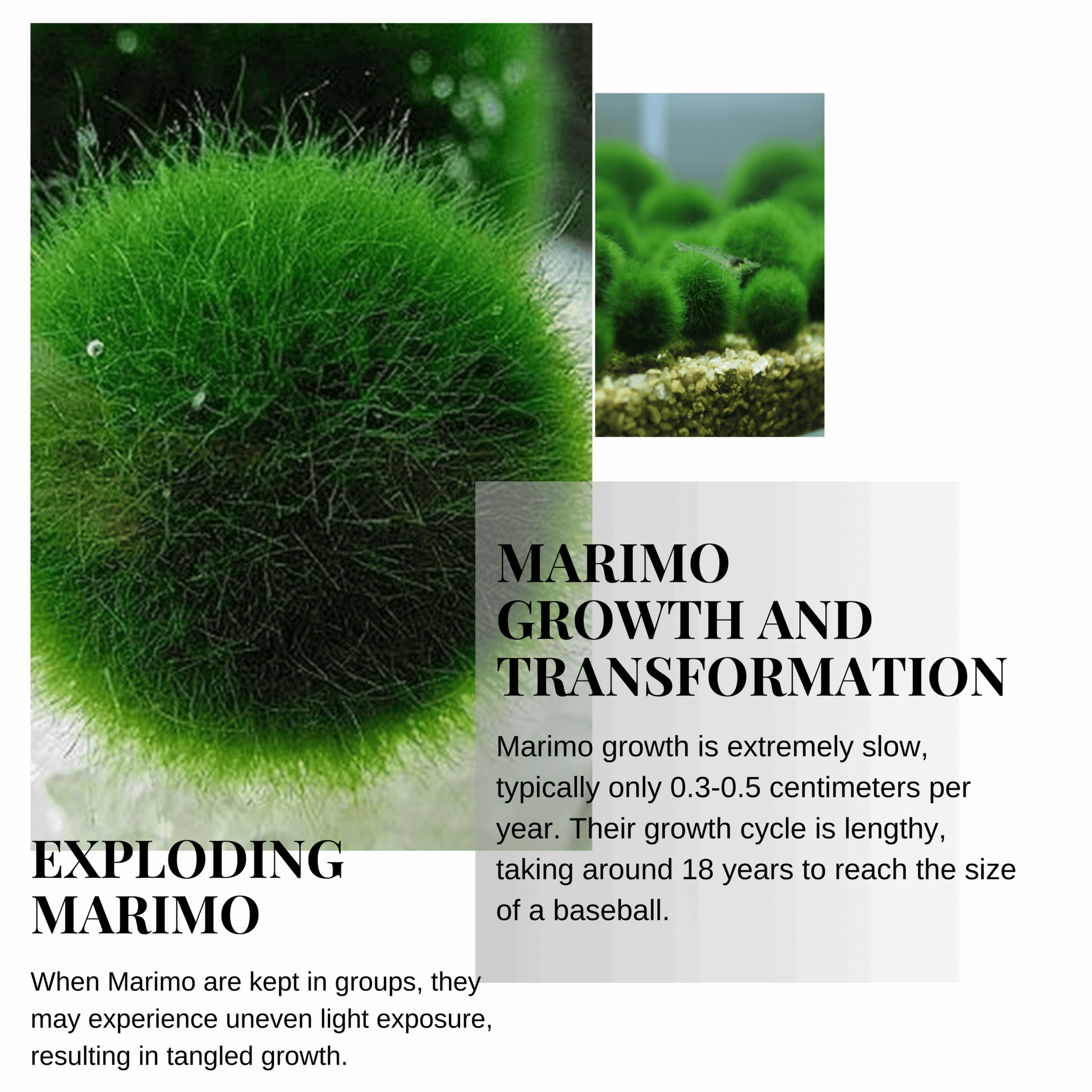 Marimo Moss Balls For Aquarium 50PCS Wholesale Multiple Size Moss Ball

Notice 
There are two types of moss balls in the store:
0.5cm-2cm: Marimo Moss Balls, good for glass terrarium
2cm-8cm: Algae Moss Balls, good for aquarium
100% Re