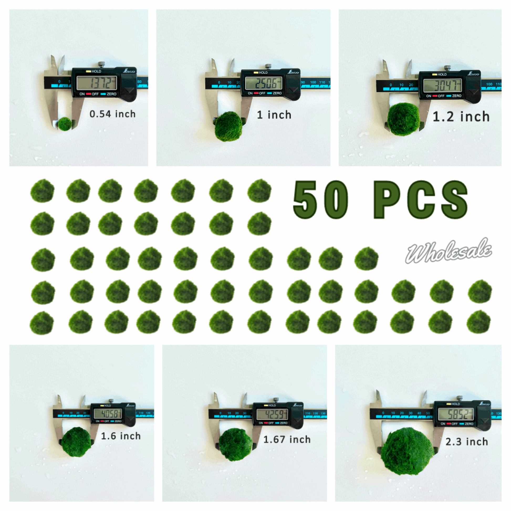 Marimo Moss Balls For Aquarium 3 Month 0.5-0.8cm Marimo Moss Balls: 5/
Marimo Moss Ball, smaller than 1.5cm.

Mini Baby: &lt;0.5cm
3 Month: 0.5-0.8cm
6 Month: 0.9-1.2cm
12 Month: &gt;1.2cm

Grow slowly but for glass terrarium is just p