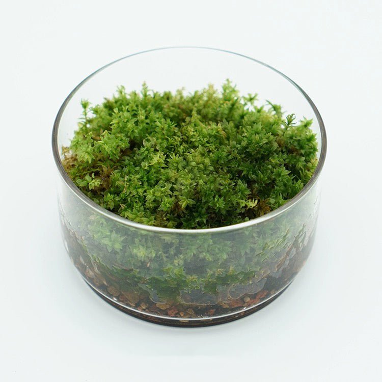 Round Glass Terrarium (No Plants) - Glass Container


Material
Glass


Special Feature
No lid


Item Weight
0.7 Pounds


Shape
Round


Specific Uses For Product
Indoor


Style
geometric


Color
white﻿






Made of f