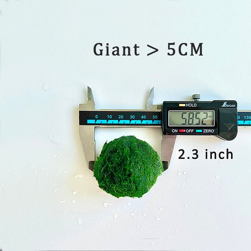 Marimo Moss Balls For Aquarium 50PCS Wholesale Multiple Size Moss Ball

Notice 
There are two types of moss balls in the store:
0.5cm-2cm: Marimo Moss Balls, good for glass terrarium
2cm-8cm: Algae Moss Balls, good for aquarium
100% Re