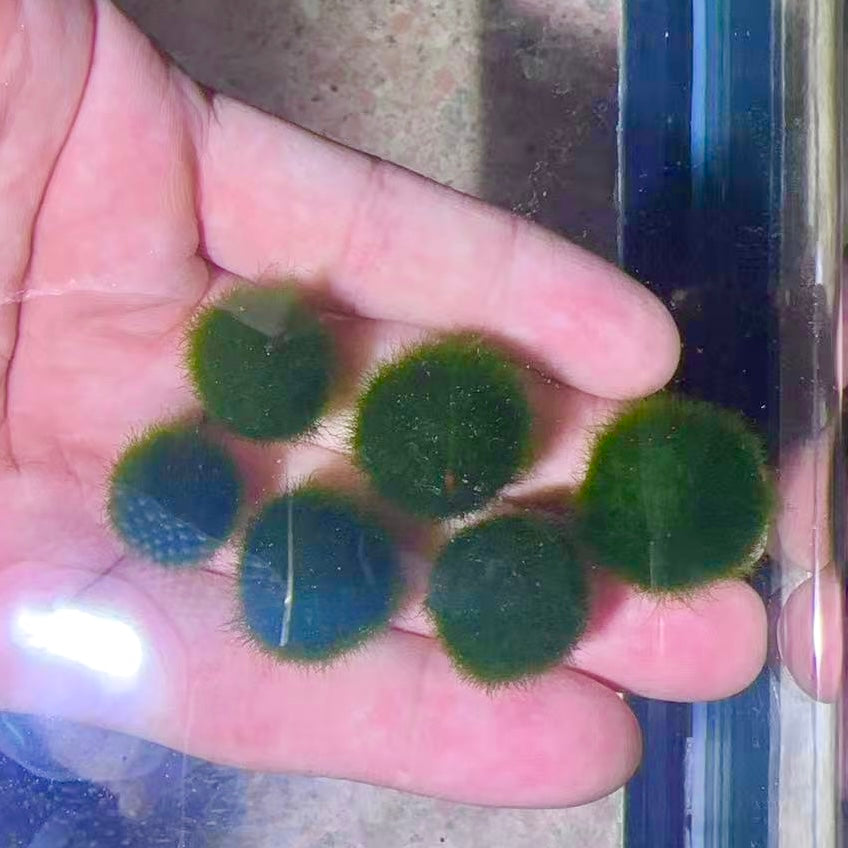 Collector Grade: Pre-order Large Marimo Moss Ball - Round and Grow Slow