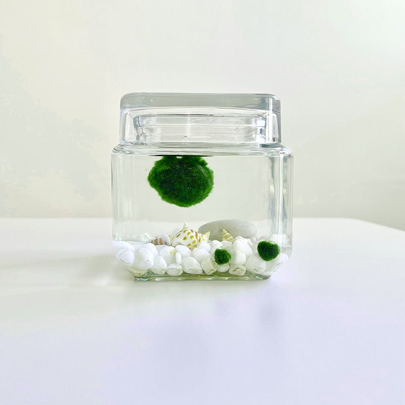 Marimo Moss Ball Aquarium Glass Terrarium Designer 4.5" Home Decor andSpecification:
4.53" Square Glass Terrarium * 1
3-4cm Marimo Live Moss Ball * 1
0.8-1cm Marimo Live Moss Ball * 2
White Pebbles Bag * 1
Name Card and wood stander * 