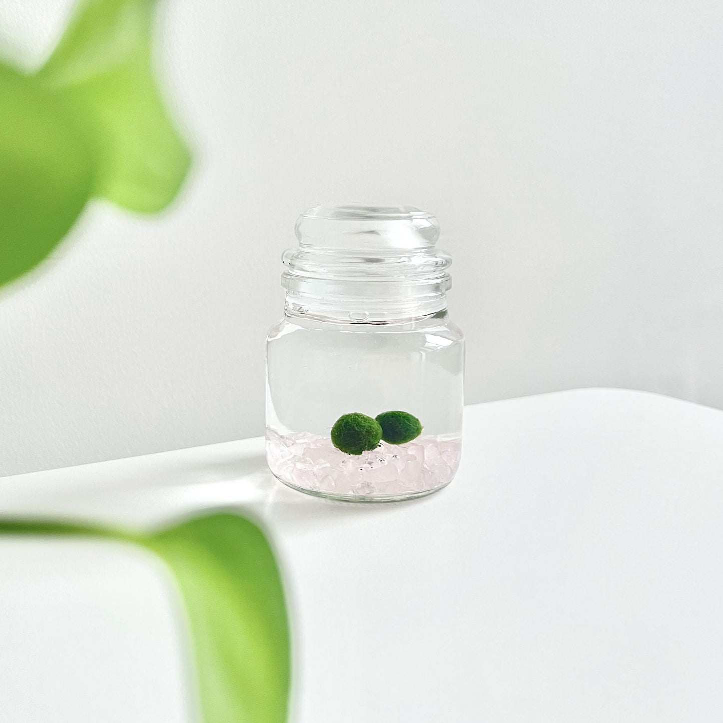 Moss Ball Kit – 2pcs 120ml Glass Jars with Lids, 1cm Live Marimo Moss Balls, Mushroom Bottle Set – Unique Terrarium Gift