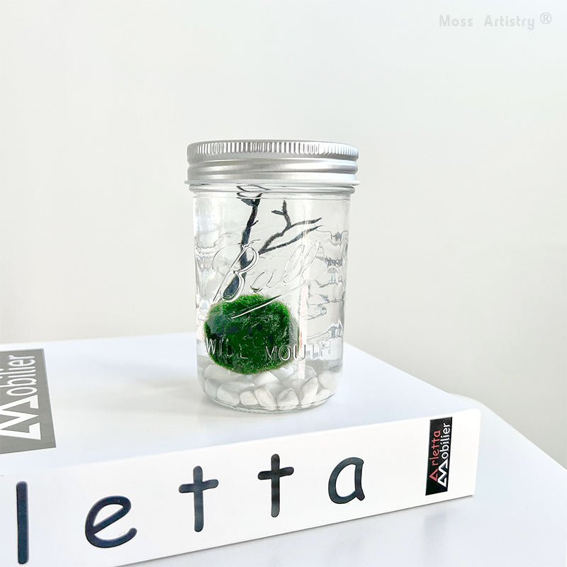Live Moss Ball Mini Aquarium Mason JarMason Jar Moss Ball Mini Aquarium White Pebbles Glass Bottle Glass Terrarium Home Decor and Office Decor
Specification:
Mason Jar * 1
Live Moss Ball * 1
White Pebble