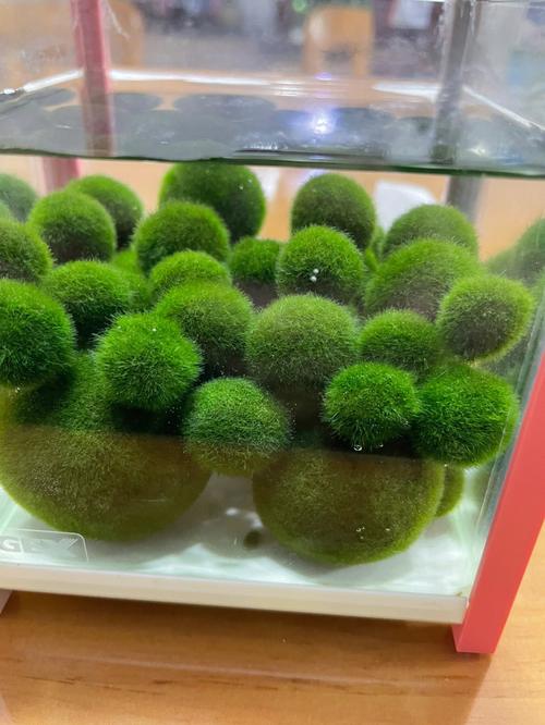 Collector Grade: Pre-order Large Marimo Moss Ball - Round and Grow Slow