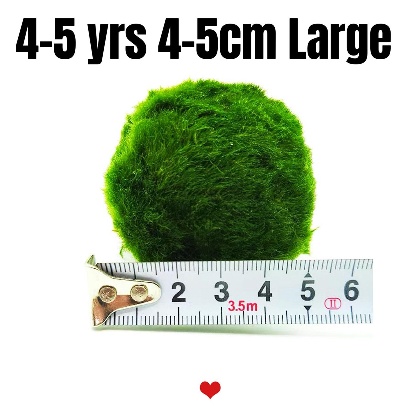 Large Marimo Moss Ball 1 pc 4-5cm LIVE Marimo Moss Ball Pet - JapaneseLive not Plastic
4-5 yrs 4-5cm LIVE Marimo Moss Ball Pet
~ 5cm
100% Real and Live Guaranteed - Moss Artistry
Moss Ball can survive in shadows, however, some sunshine