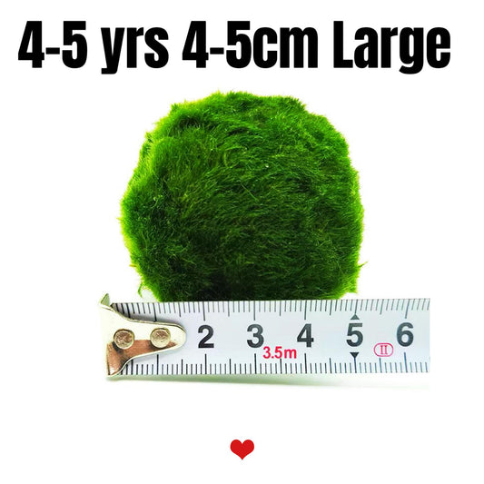 Large Marimo Moss Ball 1 pc 4-5cm LIVE Marimo Moss Ball Pet - JapaneseLive not Plastic
4-5 yrs 4-5cm LIVE Marimo Moss Ball Pet
~ 5cm
100% Real and Live Guaranteed - Moss Artistry
Moss Ball can survive in shadows, however, some sunshine