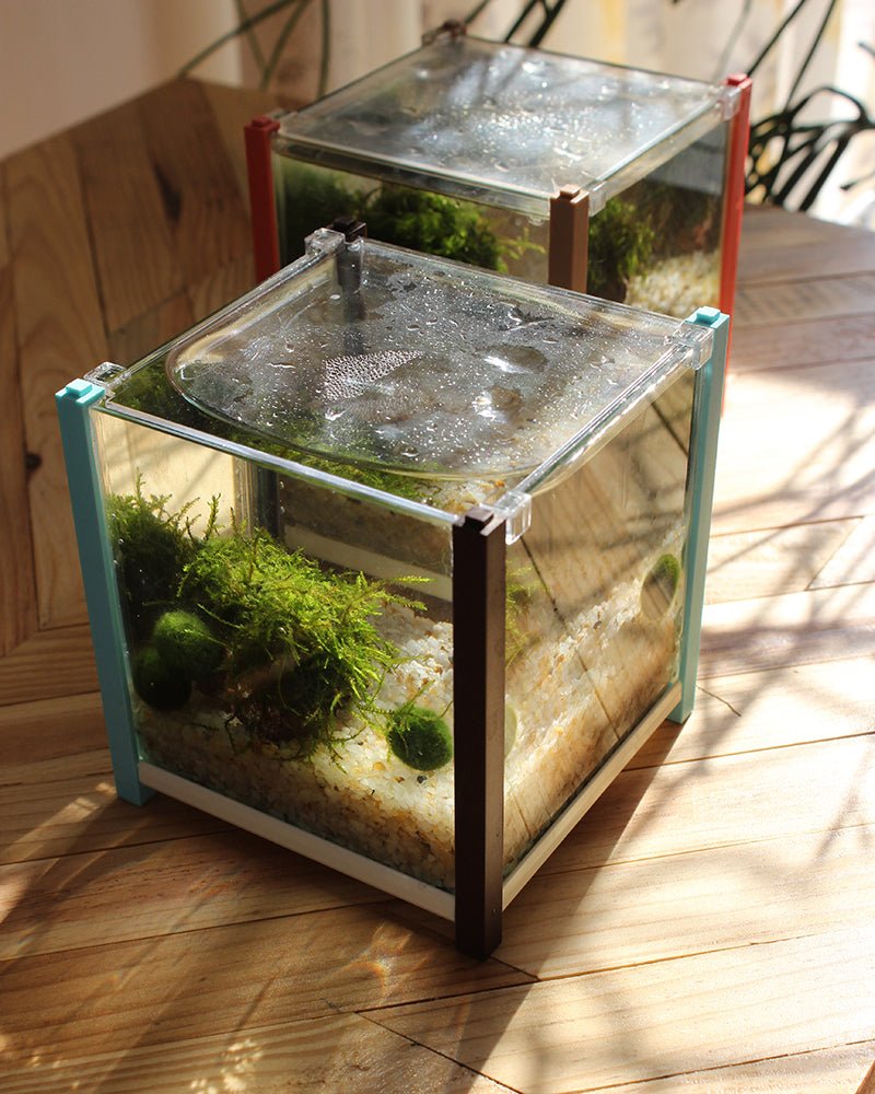 Live Marimo Moss Ball Aquarium 6PCS Set Kokedama Ball for 20 Gallon AqSpecification: 

1PC Giant &gt;5cm L
2PCS  1-2yrs 2-3cm S
3PCS 2-3 yrs 3-4cm M
The package came with a manual (important) on how to adapt to your aquarium with harmo
