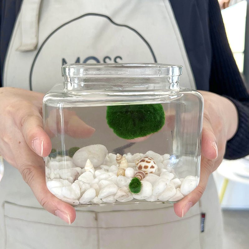 Marimo Moss Ball Aquarium Glass Terrarium Designer 4.5" Home Decor andSpecification:
4.53" Square Glass Terrarium * 1
3-4cm Marimo Live Moss Ball * 1
0.8-1cm Marimo Live Moss Ball * 2
White Pebbles Bag * 1
Name Card and wood stander * 