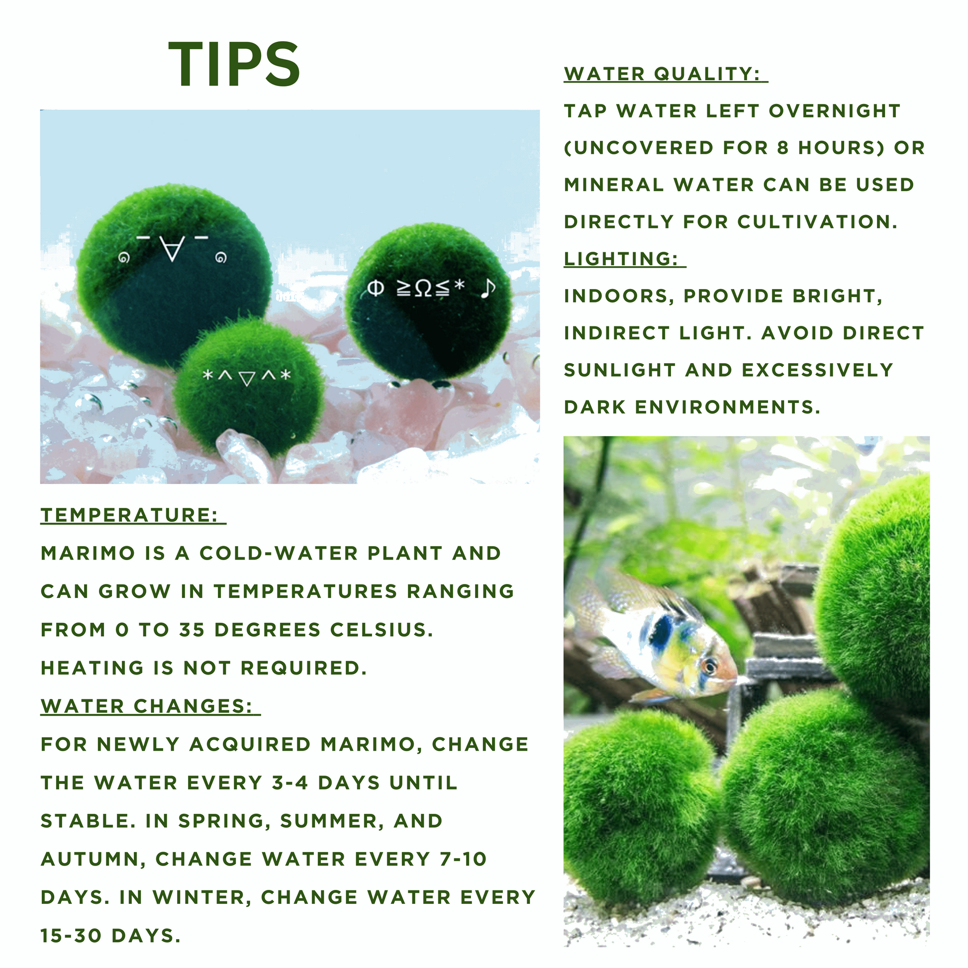 Large Marimo Moss Ball 1 pc 4-5cm LIVE Marimo Moss Ball Pet - JapaneseLive not Plastic
4-5 yrs 4-5cm LIVE Marimo Moss Ball Pet
~ 5cm
100% Real and Live Guaranteed - Moss Artistry
Moss Ball can survive in shadows, however, some sunshine