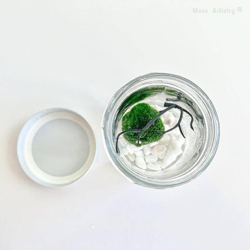 Live Moss Ball Mini Aquarium Mason JarMason Jar Moss Ball Mini Aquarium White Pebbles Glass Bottle Glass Terrarium Home Decor and Office Decor
Specification:
Mason Jar * 1
Live Moss Ball * 1
White Pebble