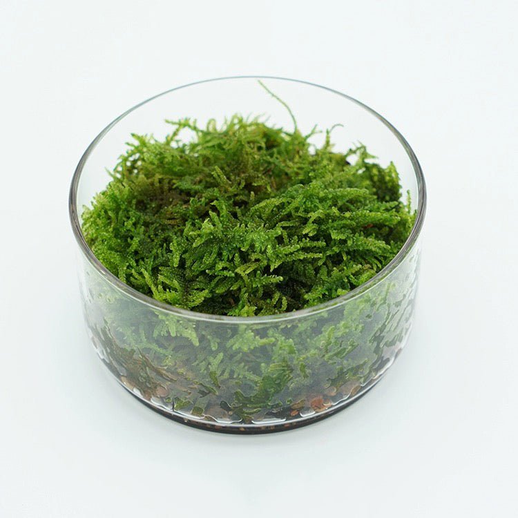 Round Glass Terrarium (No Plants) - Glass Container


Material
Glass


Special Feature
No lid


Item Weight
0.7 Pounds


Shape
Round


Specific Uses For Product
Indoor


Style
geometric


Color
white﻿






Made of f