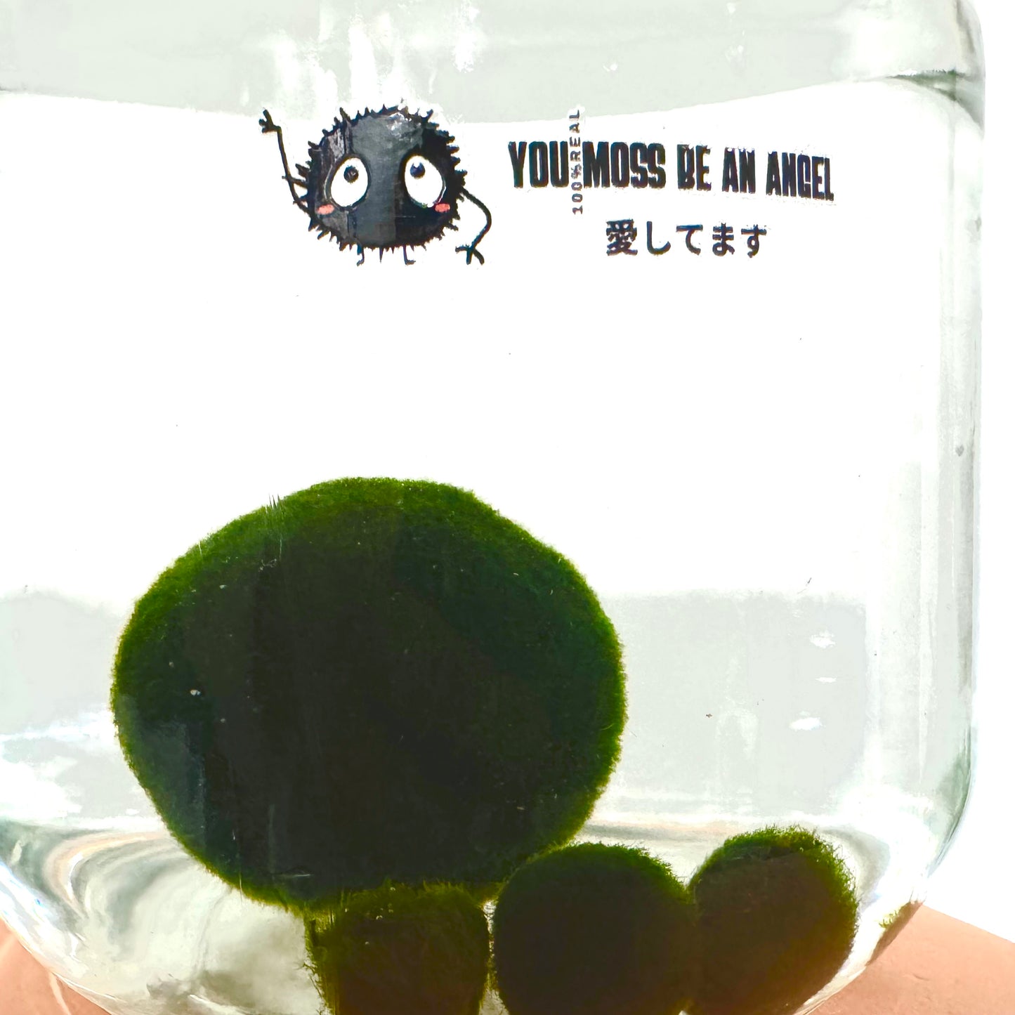 Collector Grade: Pre-order Large Marimo Moss Ball - Round and Grow Slow