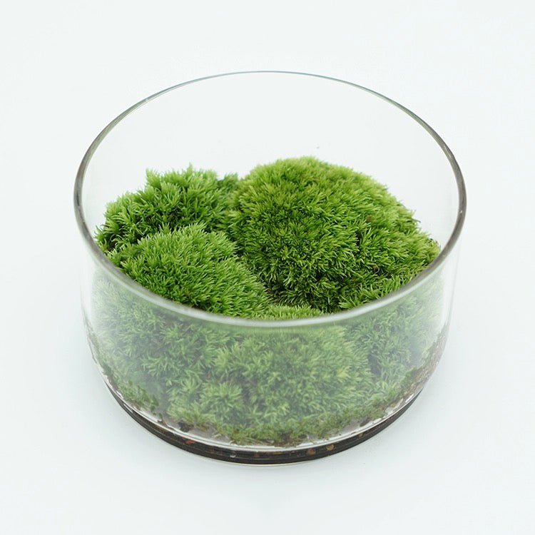 Round Glass Terrarium (No Plants) - Glass Container


Material
Glass


Special Feature
No lid


Item Weight
0.7 Pounds


Shape
Round


Specific Uses For Product
Indoor


Style
geometric


Color
white﻿






Made of f