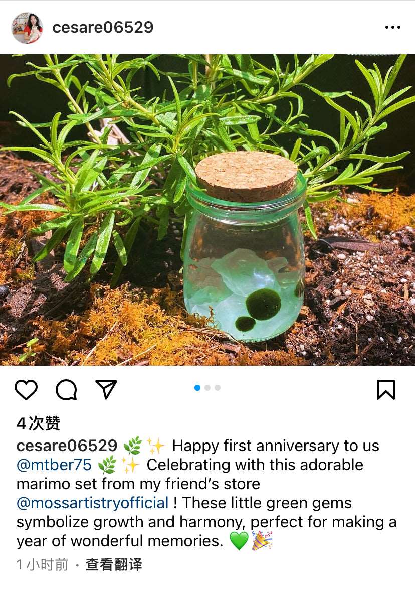 Live Moss Balls Mini Aquarium JarSpecification:
3"x2.2" Glass Jar * 1
Marimo Live Moss Ball * 1
White Pebbles Bag * 1
Name Card and wood stander * 1
Stick * 1
Smaller Tweezer * 1
Simple Care Instruc