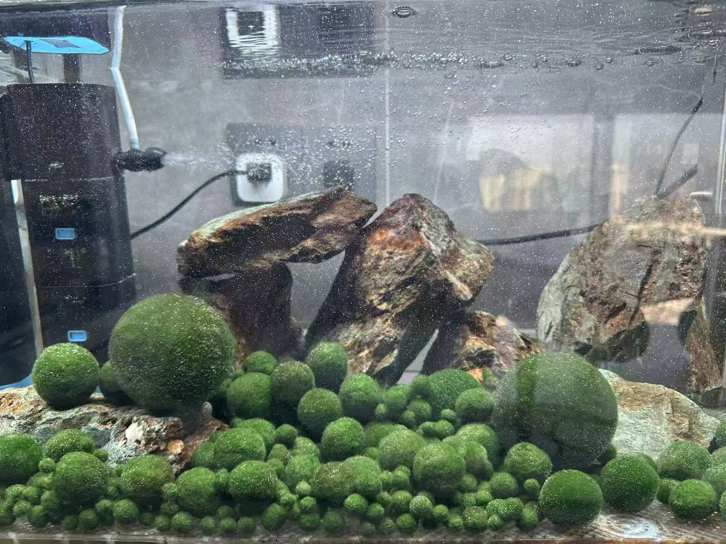 Collector Grade: Pre-order Large Marimo Moss Ball - Round and Grow Slow