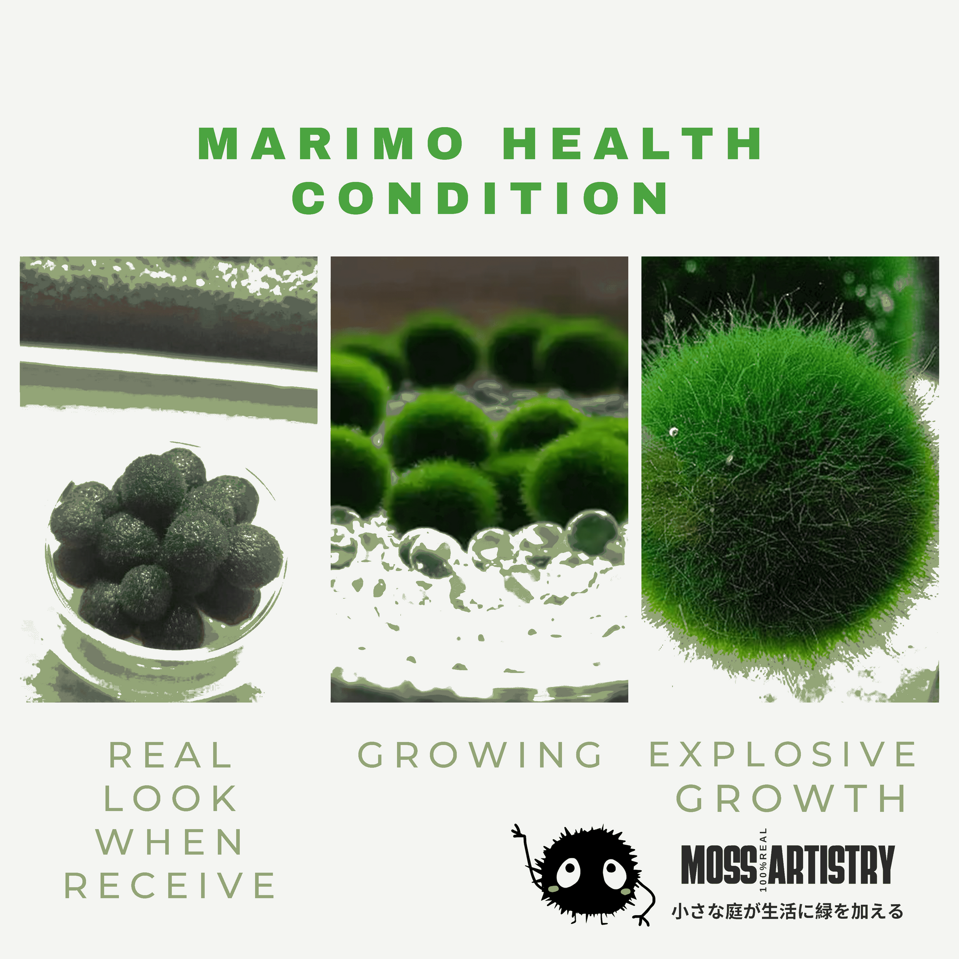 Large Marimo Moss Ball 1 pc 4-5cm LIVE Marimo Moss Ball Pet - JapaneseLive not Plastic
4-5 yrs 4-5cm LIVE Marimo Moss Ball Pet
~ 5cm
100% Real and Live Guaranteed - Moss Artistry
Moss Ball can survive in shadows, however, some sunshine