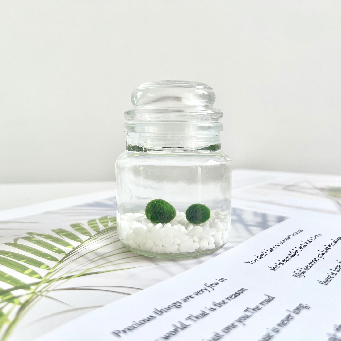 Moss Ball Kit – 2pcs 120ml Glass Jars with Lids, 1cm Live Marimo Moss Balls, Mushroom Bottle Set – Unique Terrarium Gift
