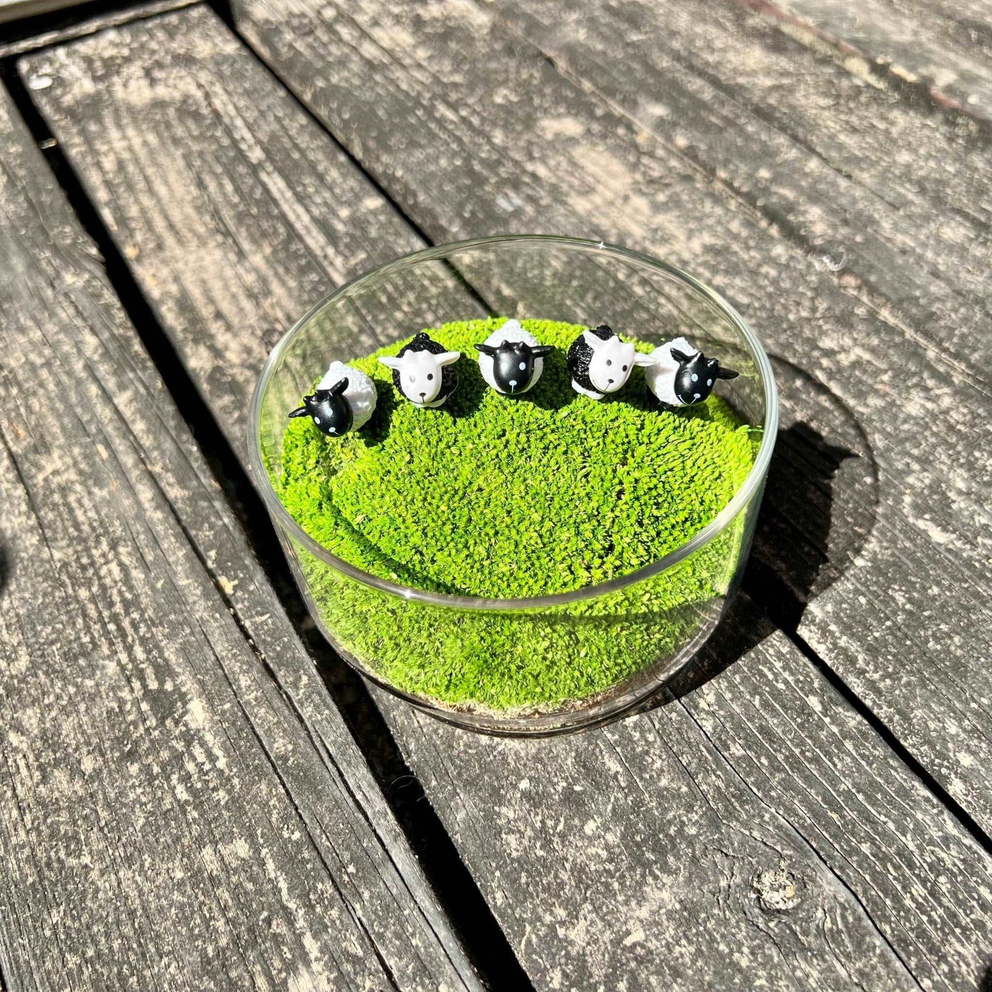 Mini Sheep Desktop Decoration Micro Landscape Lawn Handmade Preserved Moss Art