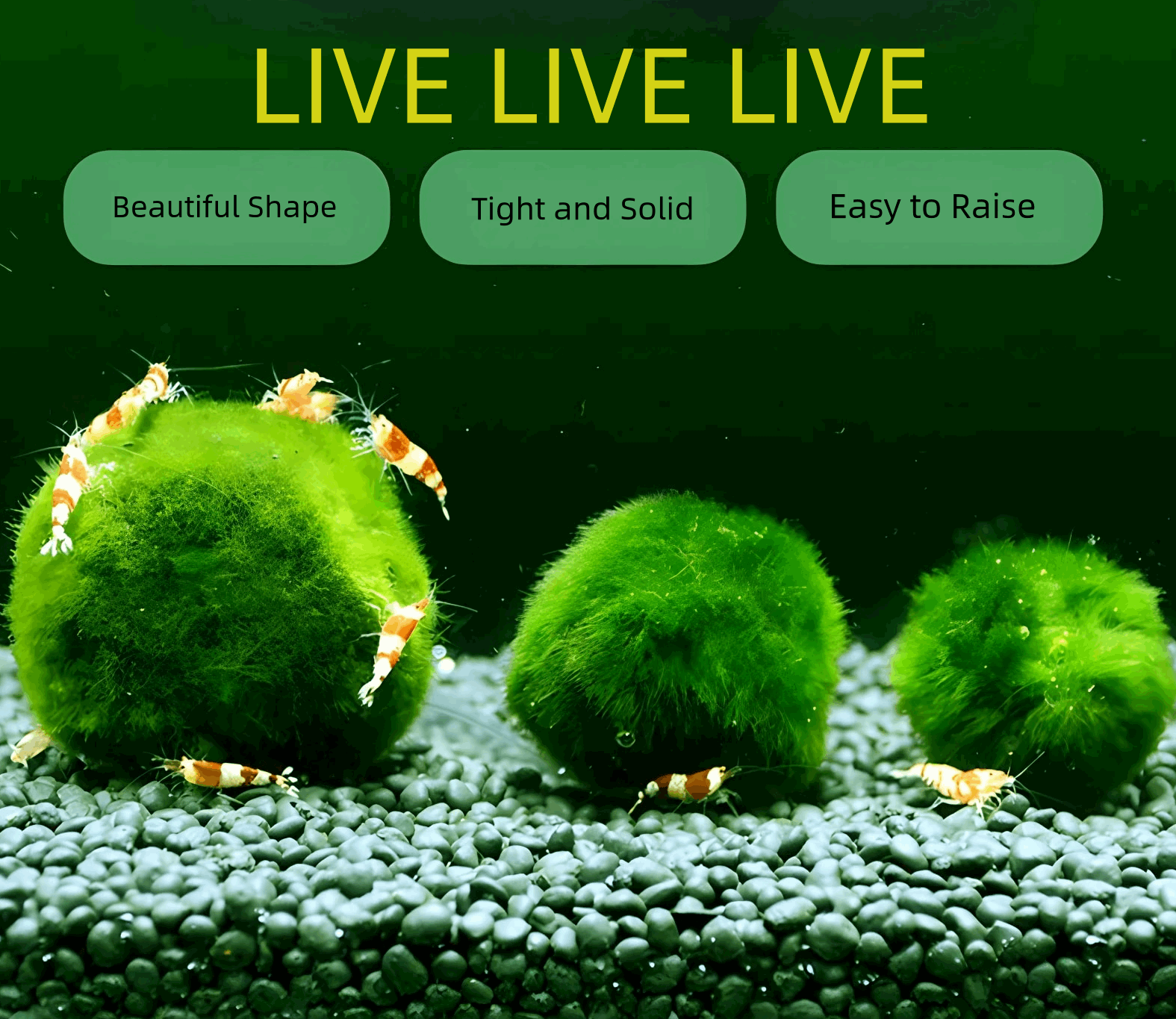 Moss ArtistryMarimo Moss Balls