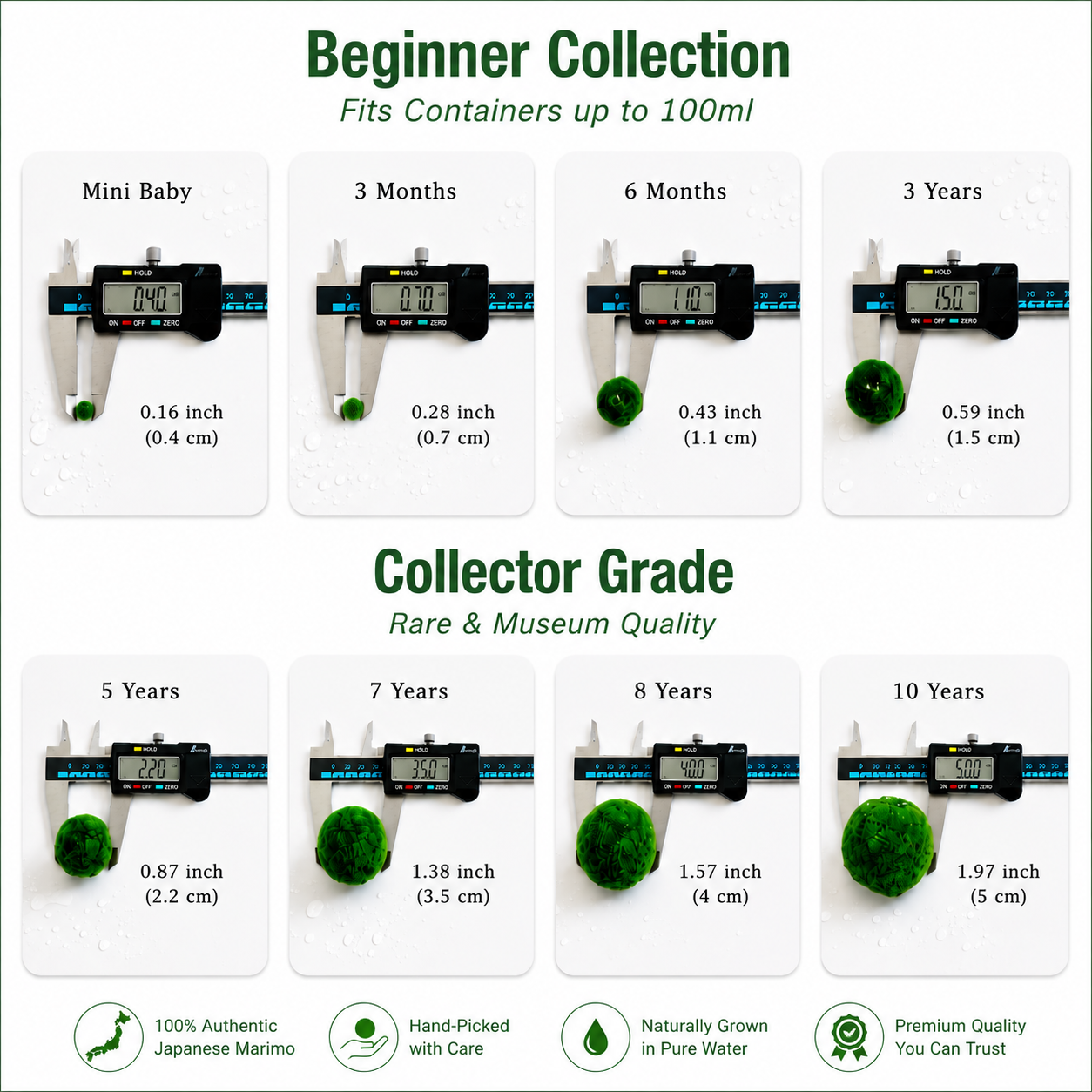 Sample Marimo Moss Balls Multiple Size - Authentic Japanese Moss Balls