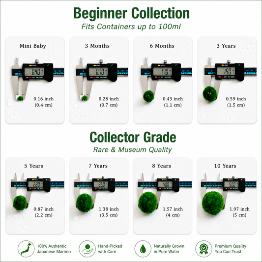 Sample Marimo Moss Balls Multiple Size - Authentic Japanese Moss Balls