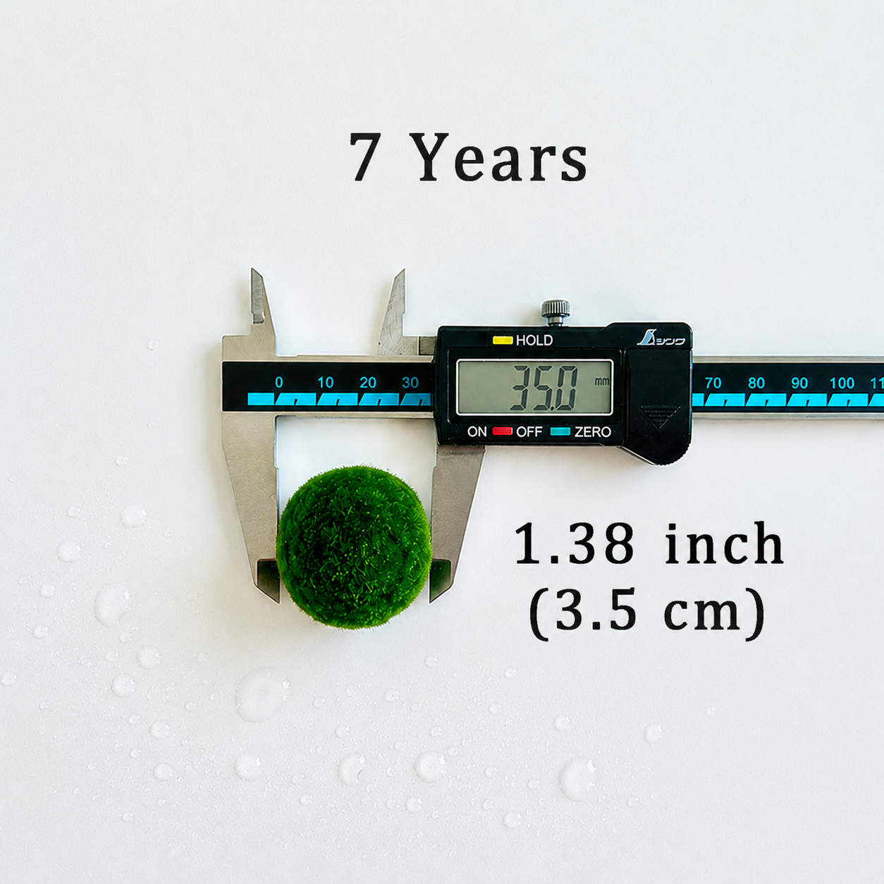 Marimo Moss Balls 7 Year 3.0-3.5cm Wholesale Discounted Price Bulk Sell