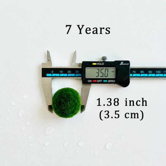 Marimo Moss Balls 7 Year 3.0-3.5cm Wholesale Discounted Price Bulk Sell